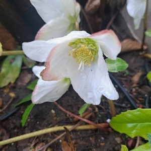 原種のクリスマスローズ・ニゲル