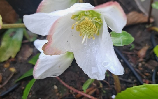 原種のクリスマスローズ・ニゲル