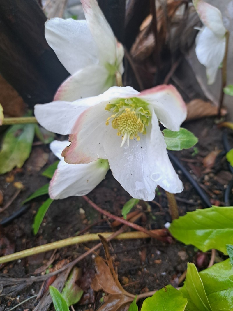 原種のクリスマスローズ・ニゲル