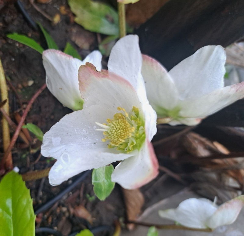 アイキヤッチ/原種のクリスマスローズ・ニゲル