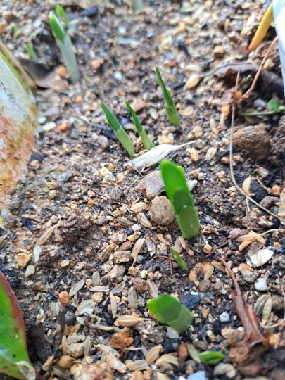 スノードロップ