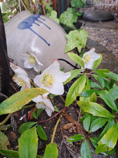 原種のクリスマスローズ・ニゲル