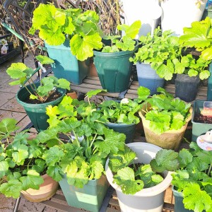 ラナンキュラスラックス