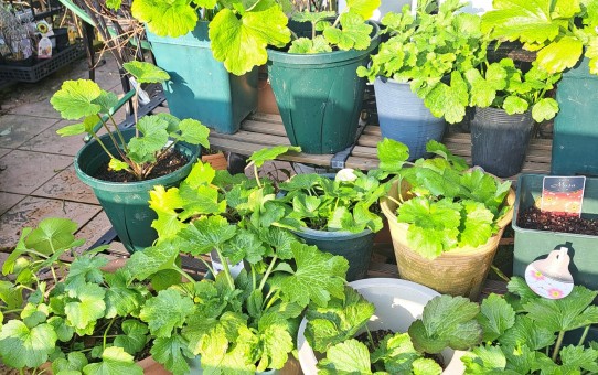 ラナンキュラスラックス