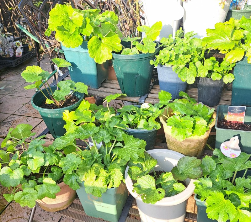 ラナンキュラスラックス