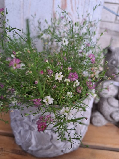 カスミソウジプシーの鉢植え