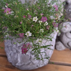 カスミソウジプシー