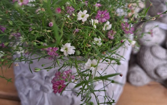 カスミソウジプシー