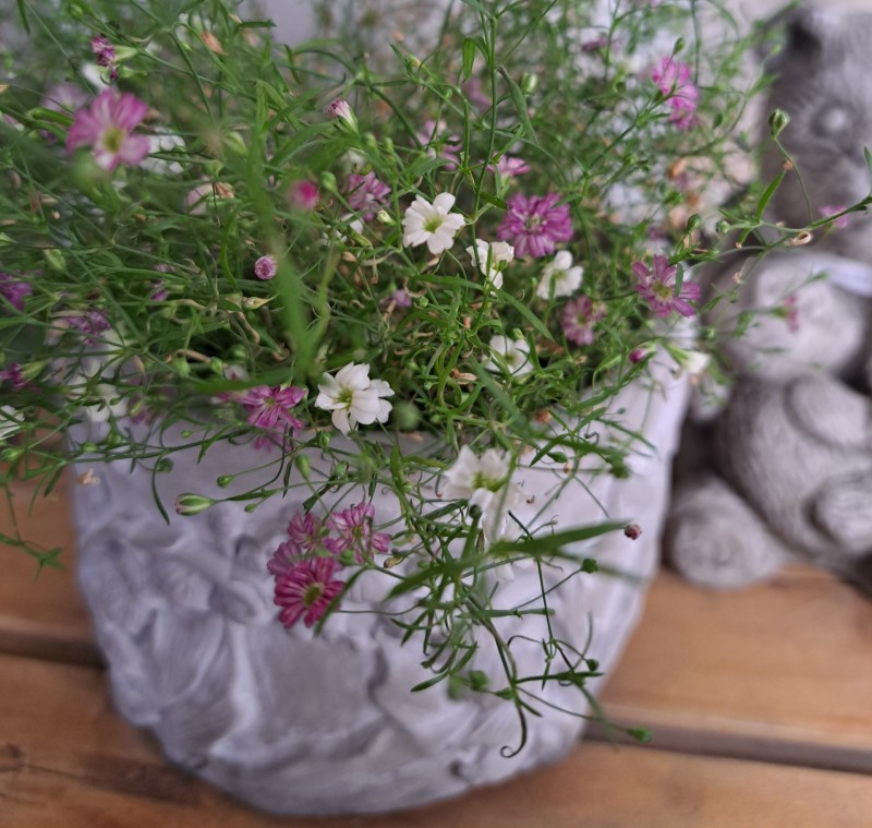 カスミソウジプシー