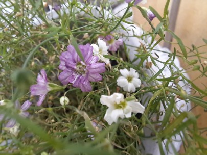 カスミソウジプシー・ホワイト　カスミソウジプシー・ピンク