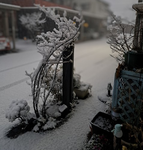 前花壇/積雪/ジュンベリ－