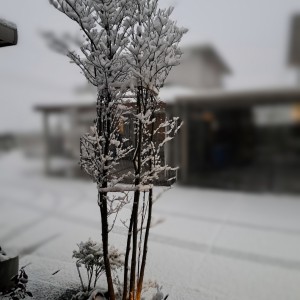 ヤマボウシに雪の花