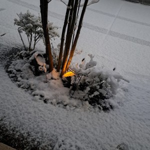 前ガーデン/突然の雪