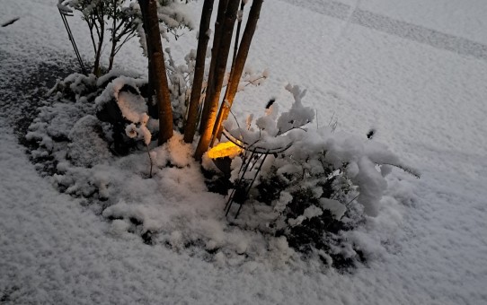 前ガーデン/突然の雪