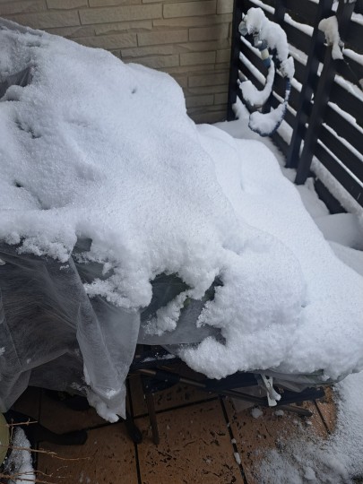 ラナンキュラスラックスに雪