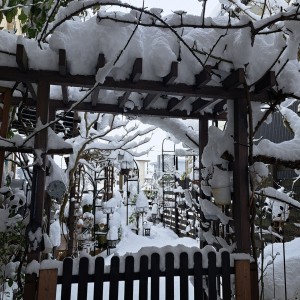 雪の庭/2026年