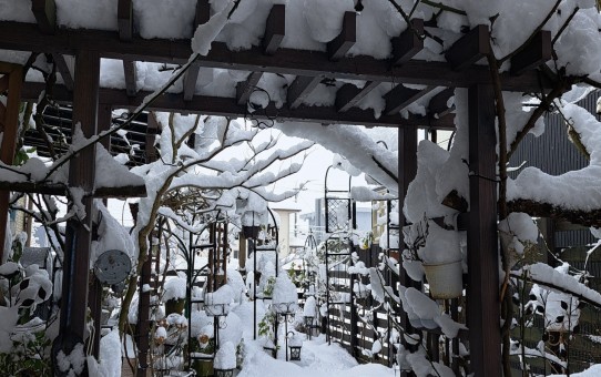 雪の庭/2026年