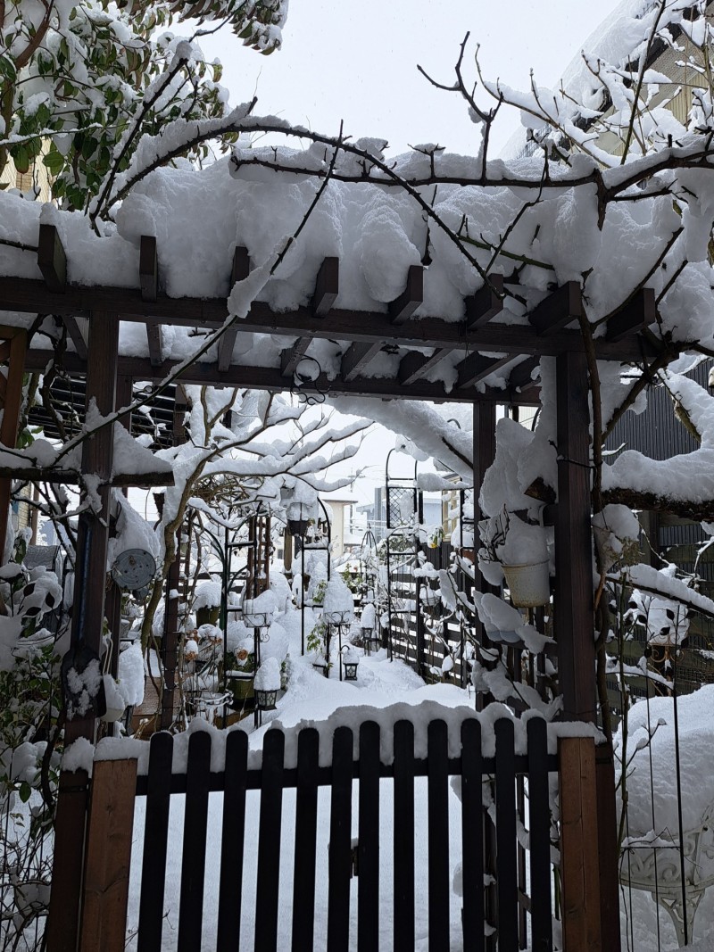 雪の庭/2026年