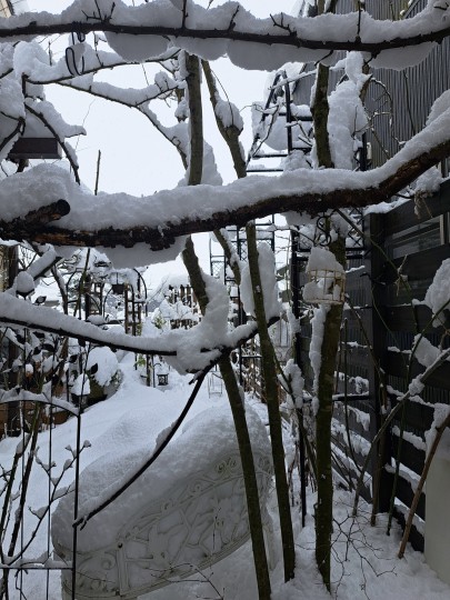 雪の庭/2026年1月