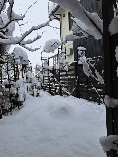 雪の庭/2026年1月