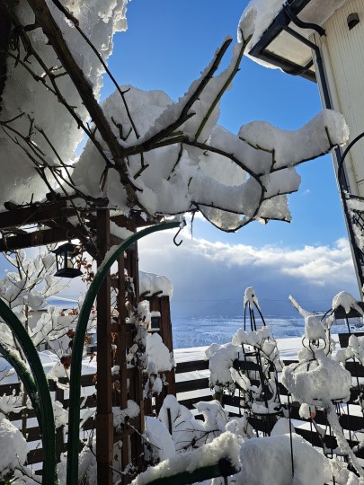 1月の庭/大寒波