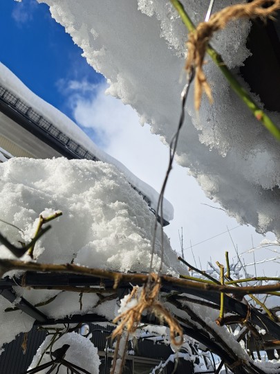 1月の庭/雪景色