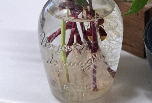 アルテラナンテラ・リトルロマンスとトレニアの根