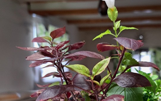 トレニア・ホワイト/アルテラナンテラ・リトルロマンス