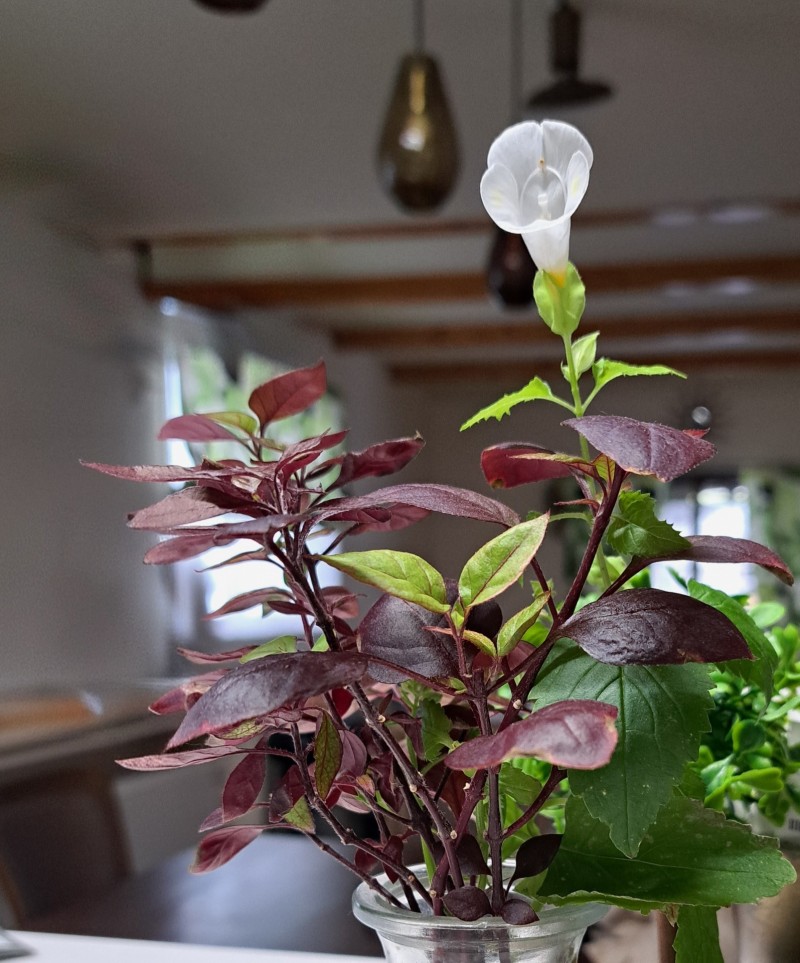 トレニア・ホワイト/アルテラナンテラ・リトルロマンス