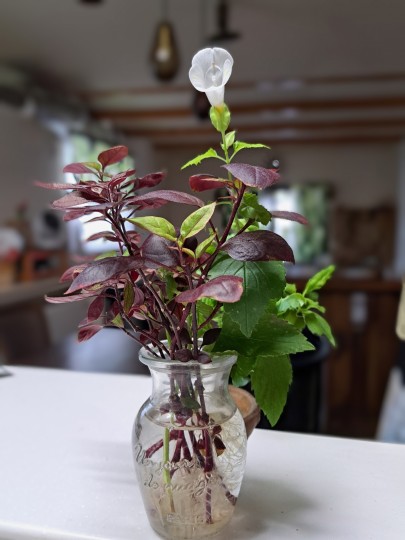 アルテラナンテラ・リトルロマンス