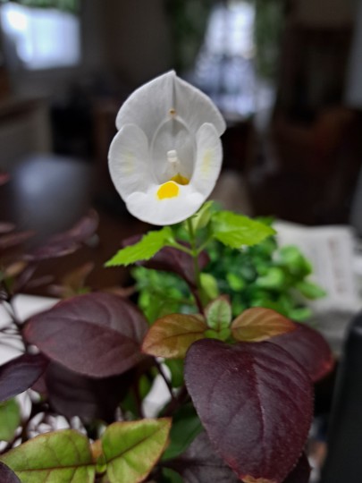 トレニア・ホワイト