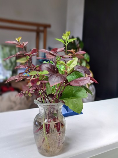 アルテラナンテラ・リトルロマンス