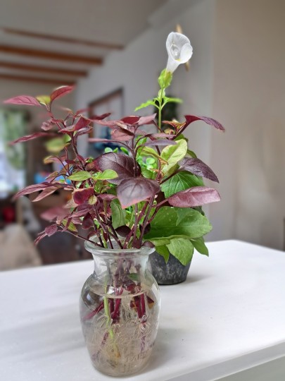 アルテラナンテラ・リトルロマンス