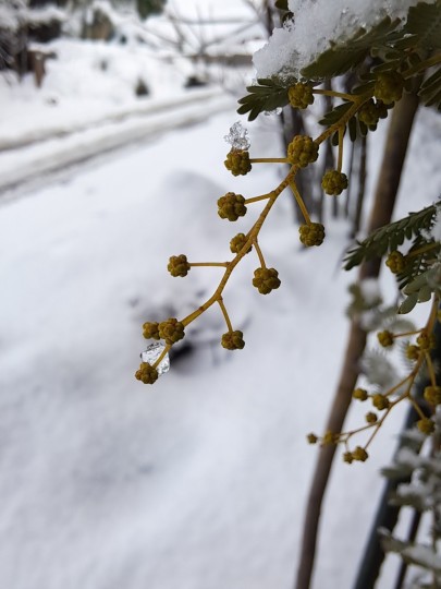 雪景色とミモザ