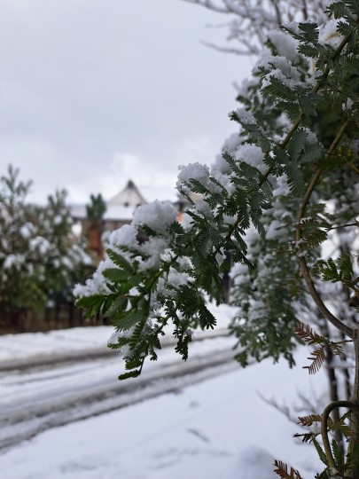 フロンタガ-デン/ミモザ