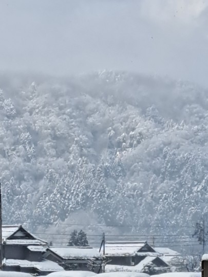 プラチナ色にかこや