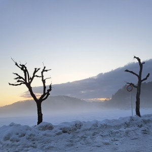 ナンキンハゼの木のある冬の風景