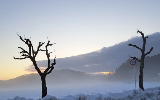 ナンキンハゼの木のある冬の風景