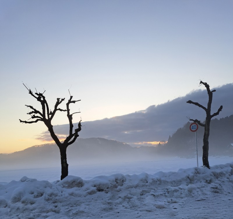 ナンキンハゼの木のある冬の風景