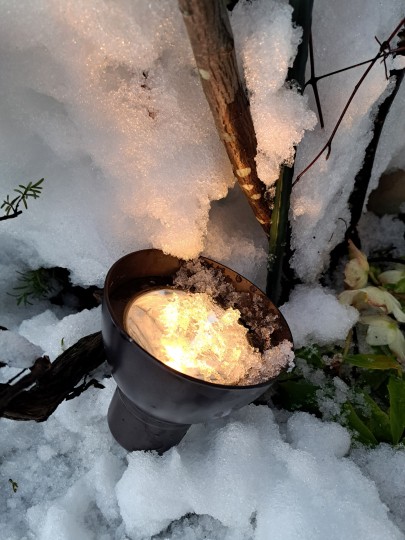 原種のクリスマスローズ・ニゲルとライティング