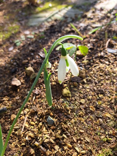 スノードロップ