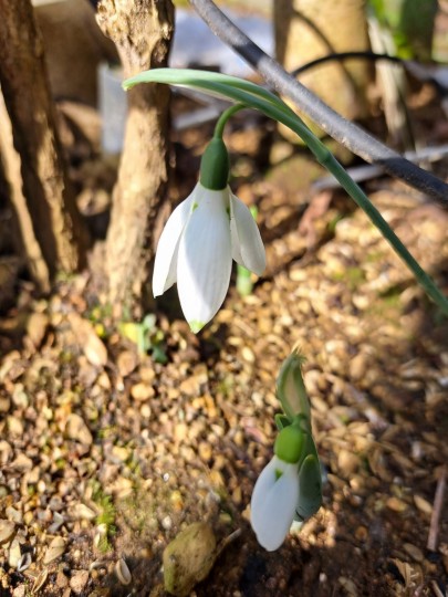 スノードロップ