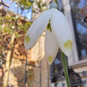 スノードロップ