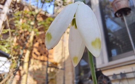 スノードロップ