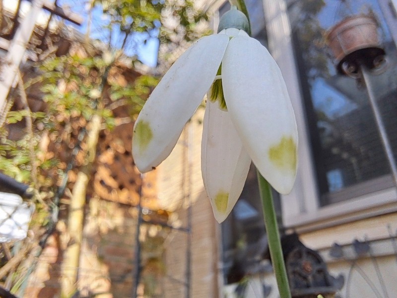 スノードロップ