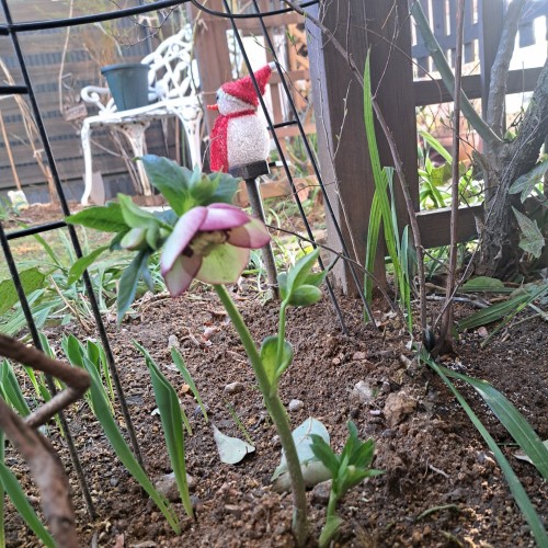 3月の庭/ミヨシのクリスマスローズ・チェリーシホン