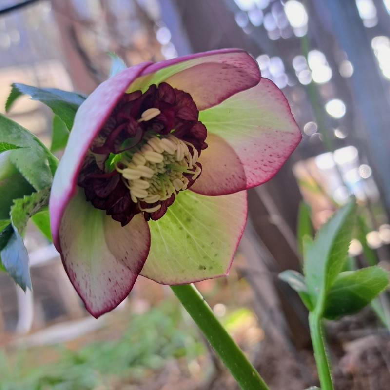 ミヨシのクリスマスローズ・チェリーシホン