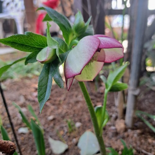 3月の庭/クリスマスローズ・チェリーシホン