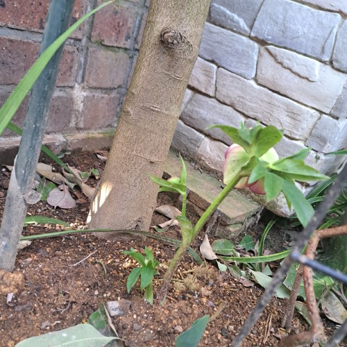 ミヨシのクリスマスローズ・チェリーシホン