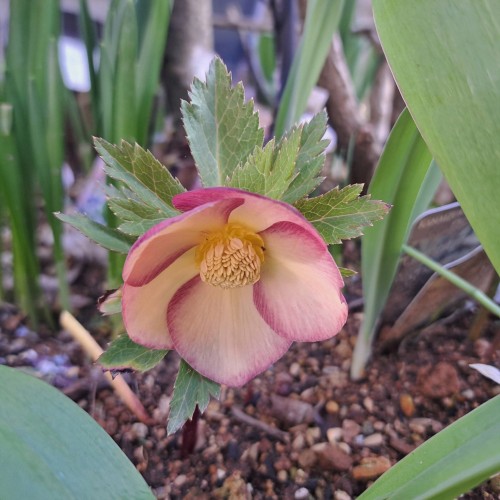 ミヨシのクリスマスローズ・アッシュドララオレンジ